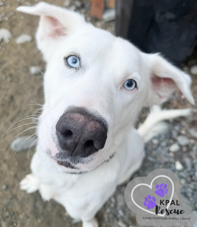Benny Boy, an adoptable Husky, Pit Bull Terrier in Kenai, AK, 99611 | Photo Image 3
