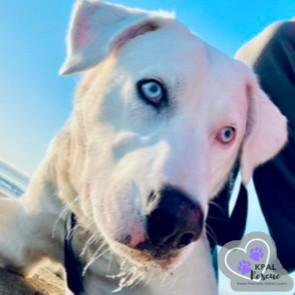 Benny Boy, an adoptable Husky, Pit Bull Terrier in Kenai, AK, 99611 | Photo Image 4