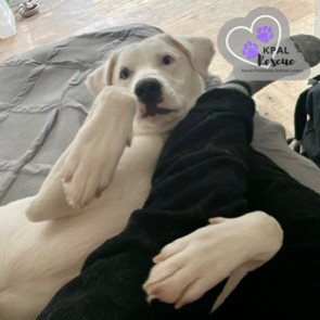 Benny Boy, an adoptable Husky, Pit Bull Terrier in Kenai, AK, 99611 | Photo Image 5
