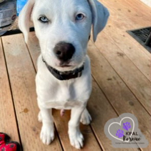 Benny Boy, an adoptable Husky, Mixed Breed in Kenai, AK, 99611 | Photo Image 6