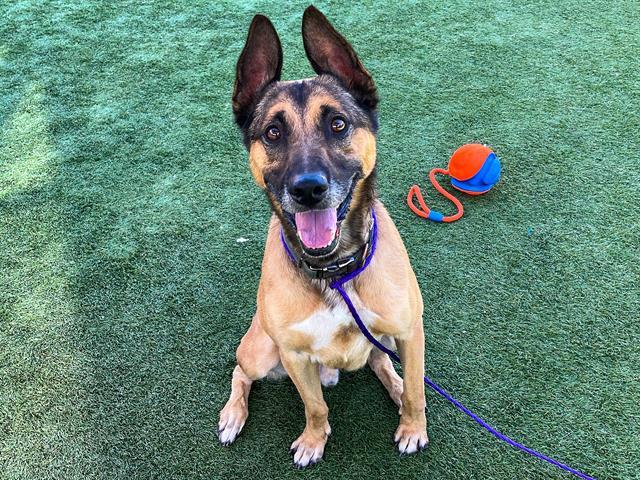 ROCKY, an adoptable Jindo, German Shepherd Dog in Tustin, CA, 92782 | Photo Image 1