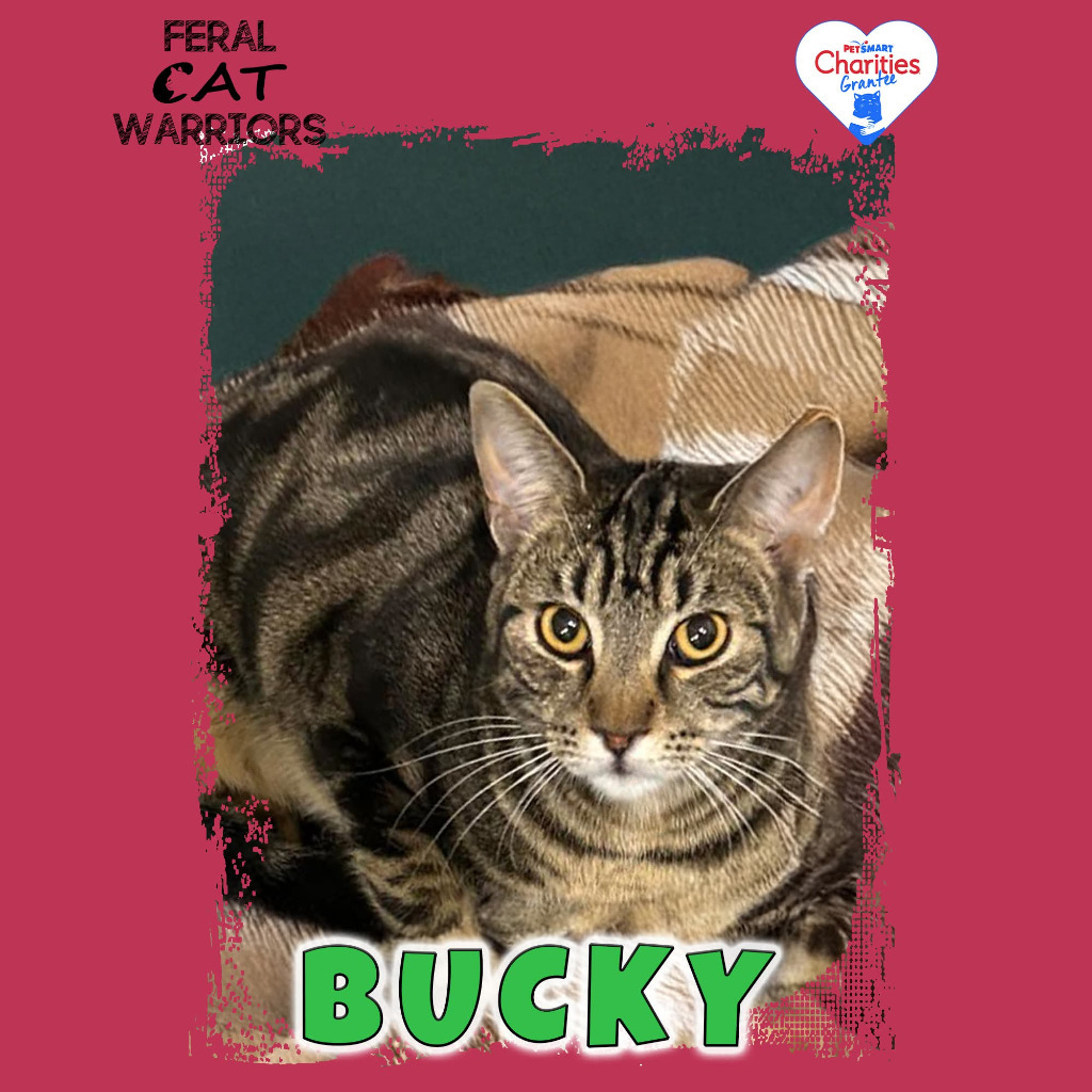 Bucky, an adoptable Domestic Short Hair in Kingman, AZ, 86401 | Photo Image 1