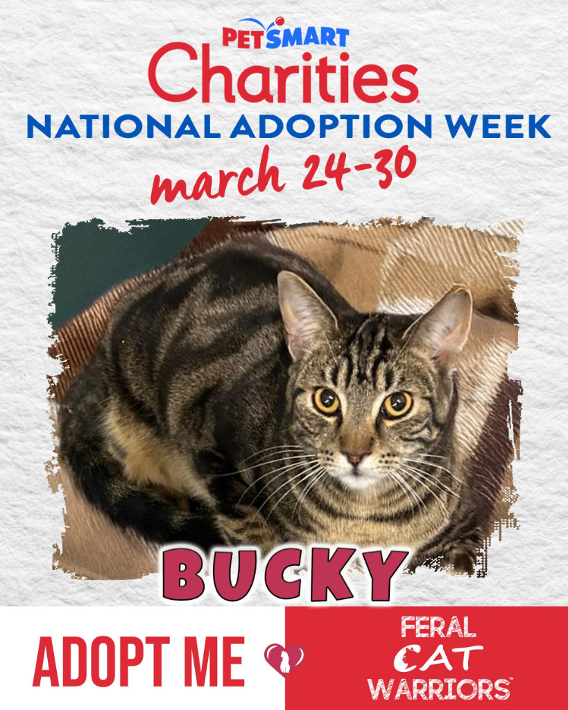 Bucky, an adoptable Domestic Short Hair in Kingman, AZ, 86401 | Photo Image 2