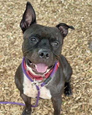 Hi there My name is Duke and I am ready to find my new forever home Im a busy boy