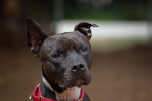 Hi there My name is Duke and I am ready to find my new forever home Im a busy boy