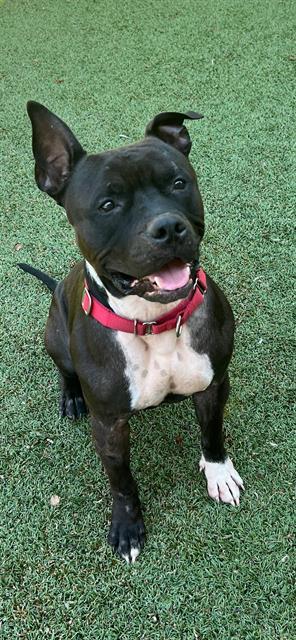 Meet Duke - a clever fun-loving pup ready to join your pack Duke is a 51lb dog whos just as