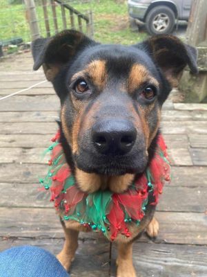 Hi My name is Rosie and I am available for adoption I was brought in by a good Samaritan on