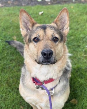 Hello there My name is Cassie I came to RASKC as a stray and now Im looking for a new
