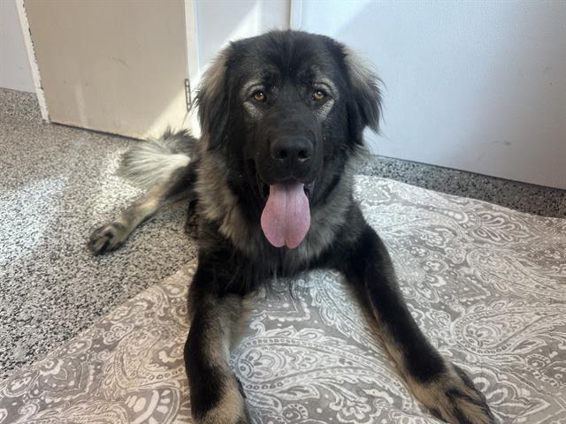 JOHN, an adoptable Leonberger in Vaughan, ON, L6A 1T1 | Photo Image 1