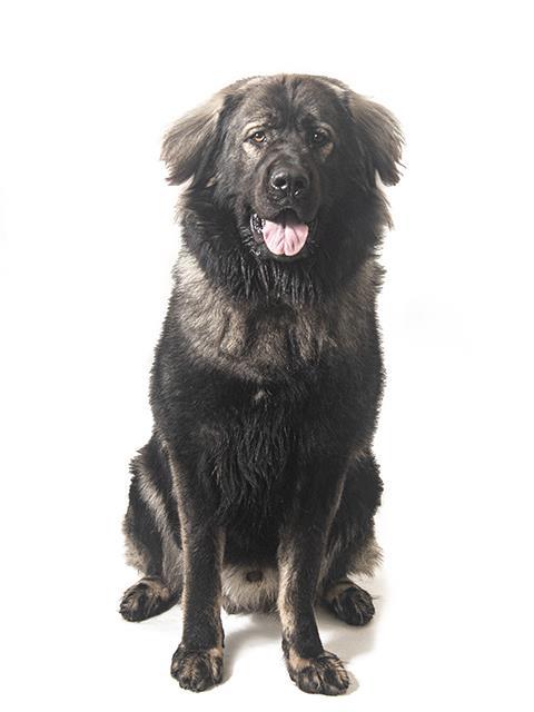 JOHN, an adoptable Leonberger in Vaughan, ON, L6A 1T1 | Photo Image 1