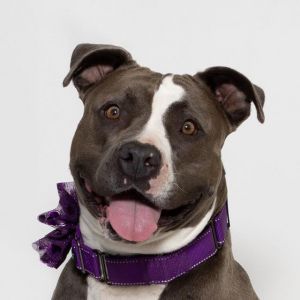 Meet Addy Addy is a lovable 2-year-old Pit Bull Terrier mix with a heart full o