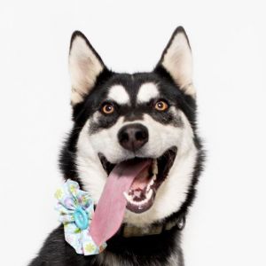 Meet Mia Your Playful Energetic Adventure Buddy Mia is a 1-year-old Husky with an abundance of ene