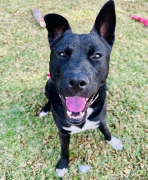 Hey there future best friend Im Oliver a dashing black and white Belgian Mal