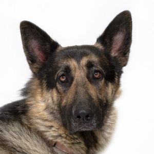 Meet Beau Beau is a 5-year-old German Shepherd at the Santa Maria Shelter with 