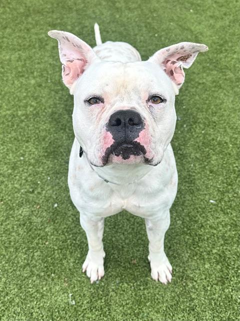 REGGIE