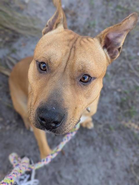 CHICO