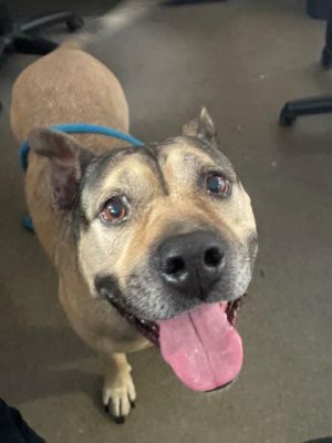 ROXIE, Adult Female unknown