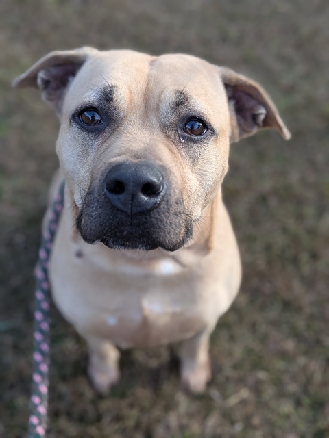 KALI