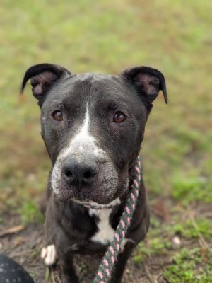 STELLA ROSE, Adult Female unknown