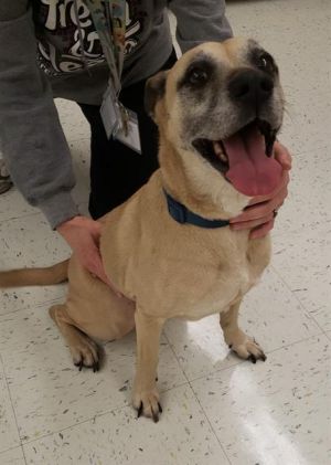 DIXIE, Adult Female unknown
