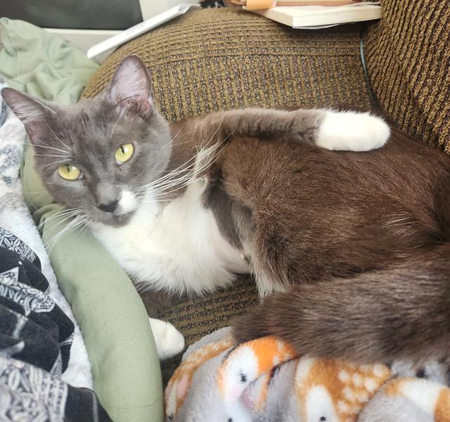 BERNADETTE, an adoptable Domestic Short Hair in Camarillo, CA, 93010 | Photo Image 1