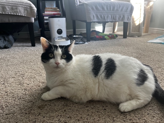 ROSIE, an adoptable Domestic Short Hair in Camarillo, CA, 93010 | Photo Image 1