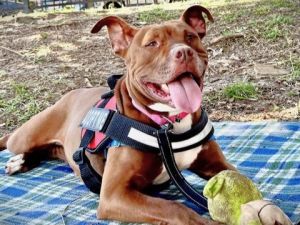 Hey there Im Delilah I am a playful and confident 50-pound girl who cant wait to be living the lif