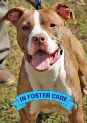 Hiya Im Jessie Im a sweet 55-pound girl whos cant wait to find my forever home I was brought 