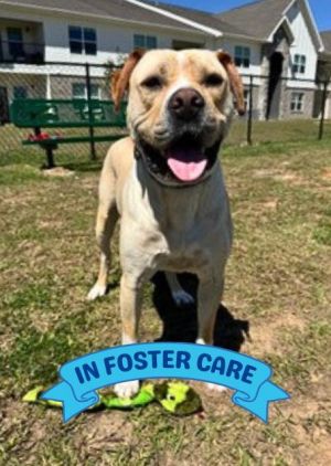 Hey there Im Spanky a 65-pound loving and confident boy whos always ready to make new friendspeopl