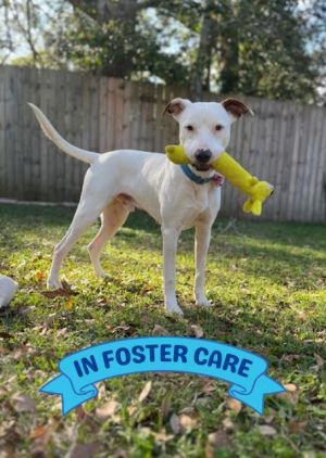 Hi Im Snow Life changed for me when my owner could no longer care for me but thanks to a