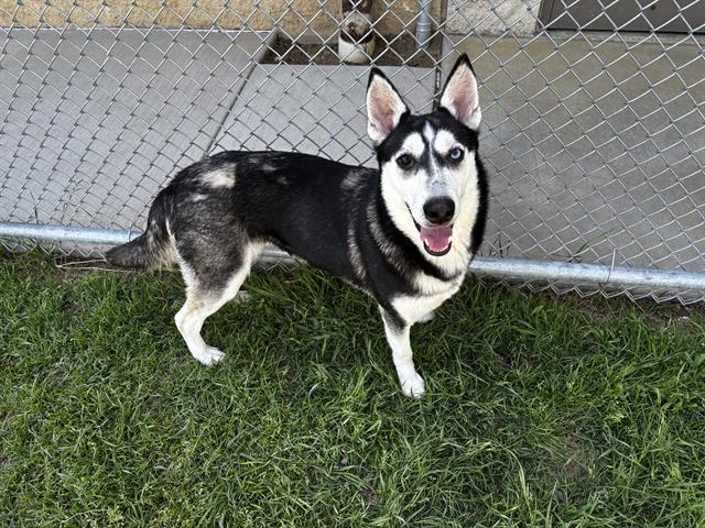 TALA