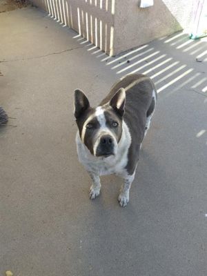 HANK, Adult Male unknown