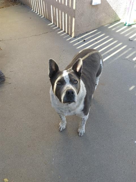 HANK