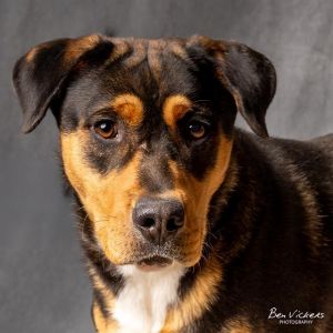 BRUCE, Adult Male unknown