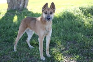 TUCKER, Adult Male unknown