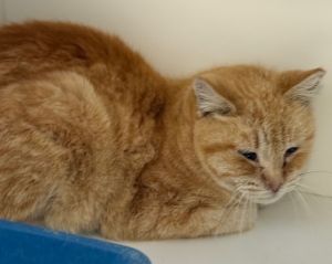 SNUFFLE, Adult Male unknown