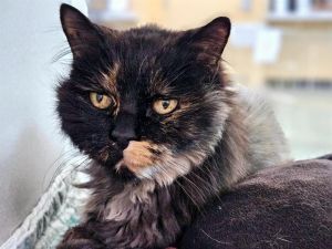 COOKIE, Senior Female unknown