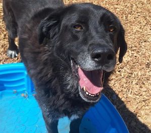 OSO, Adult Male unknown