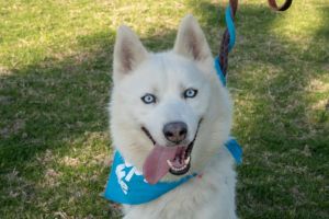 JACK WHITE Husky Dog