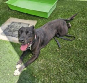 JABBA THE MUTT Pit Bull Terrier Dog