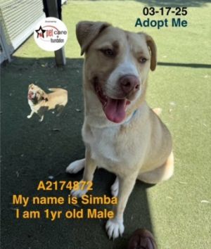 SUNNY SIMBA Labrador Retriever Dog