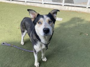 HARVY Husky Dog