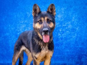 BRONNY German Shepherd Dog Dog