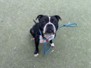 DOMINO Pit Bull Terrier Dog