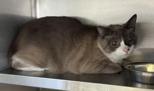 JAXX COLIN Siamese Cat