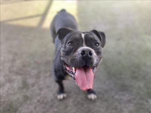 PLUTO Pit Bull Terrier Dog
