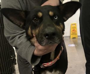 GUINNESS German Shepherd Dog Dog