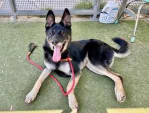 RUDOLF German Shepherd Dog Dog