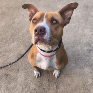 MUNCY Pit Bull Terrier Dog