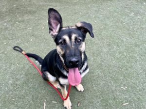 SATTY German Shepherd Dog Dog